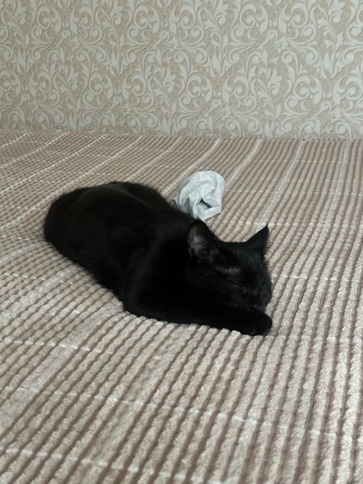 Отдам кошку в добрые руки!