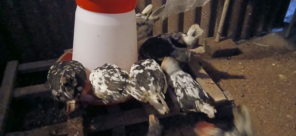 Vând puicuțe și cocoșel americani..