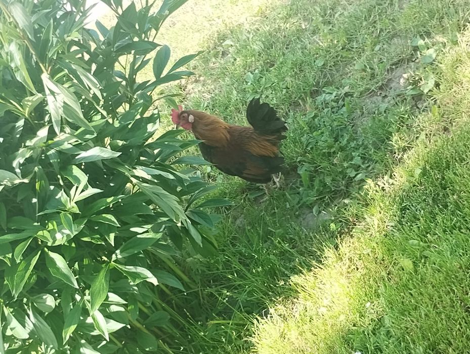 Vand cocosi si americane(pitici)