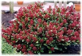 Скимия-Японски люляк