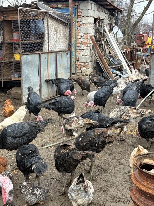 Curci si Curcanu de curte-Naturali, Sănatoși