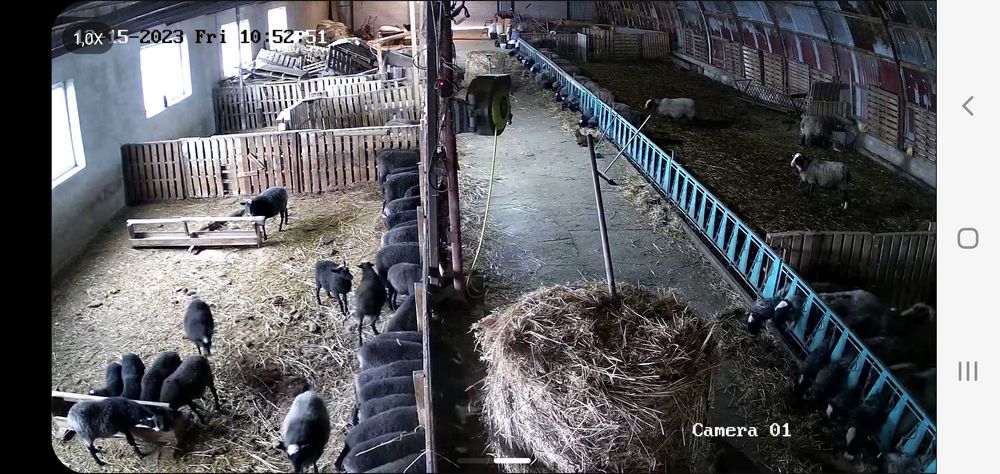 150бр.Romanovski ovce Романовски овце