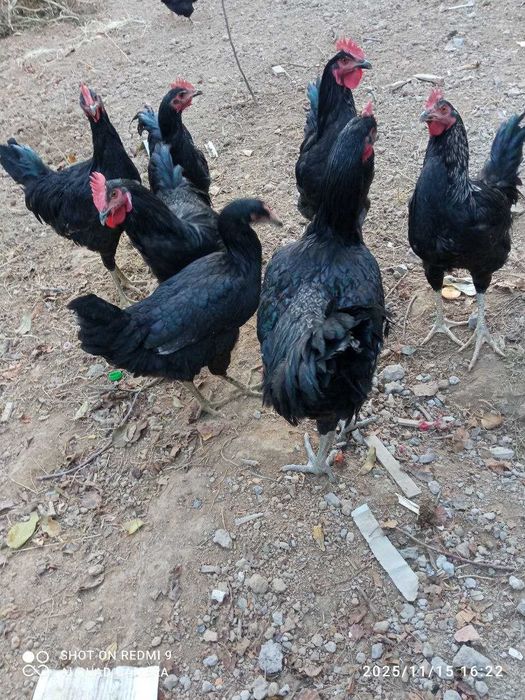 Qora Shahzoda Xo'roz