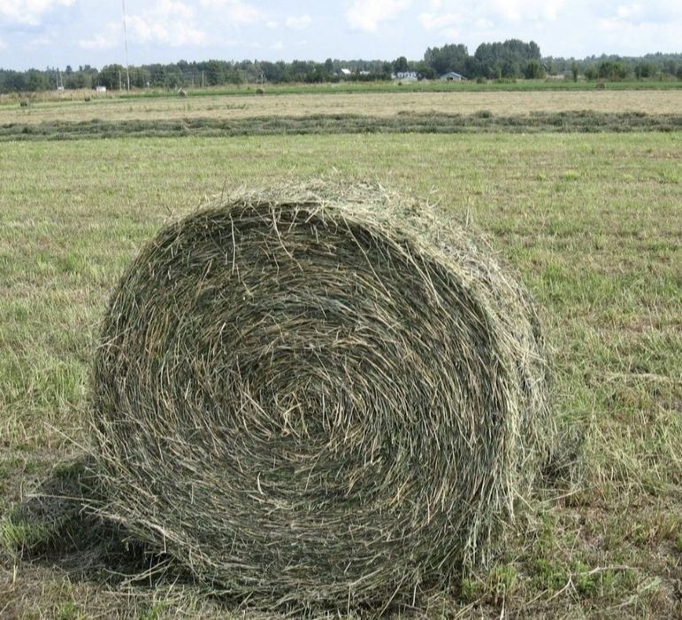 Продам сено тюки с доставкой