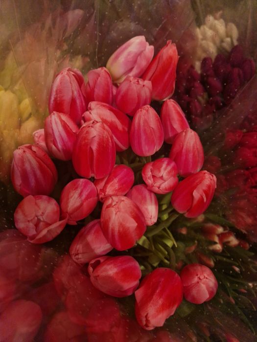 ТЮЛЬПАНЫ 700 ТГ. Доставка.