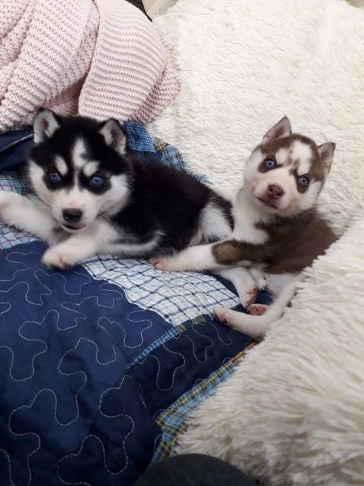 Хасята с фотоссесиии