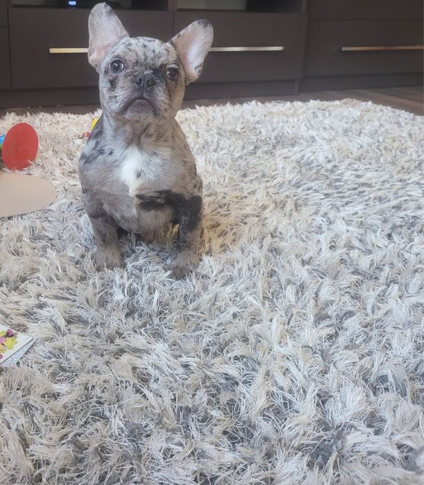 Bulldog francez Mascul