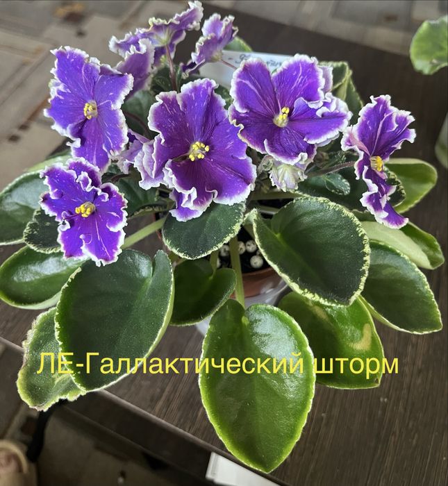 Продам сортовые фиалки