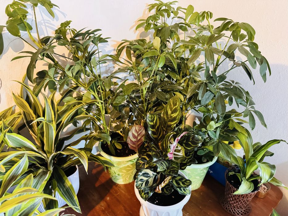 Комнатные цветы болме гулдери