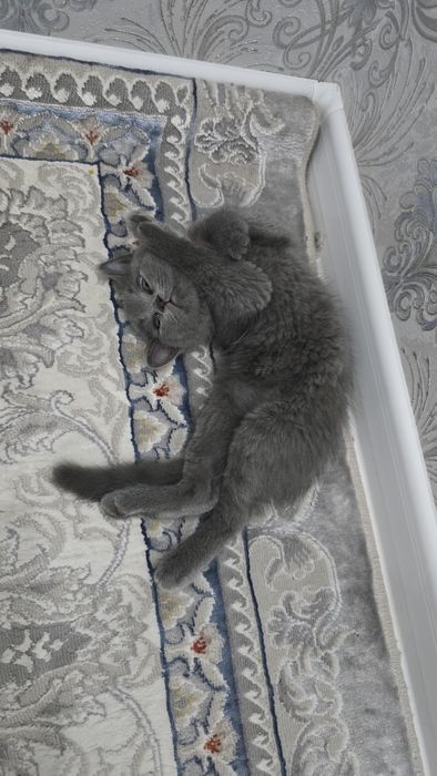 Скоттиш Фолд и Страйт котята