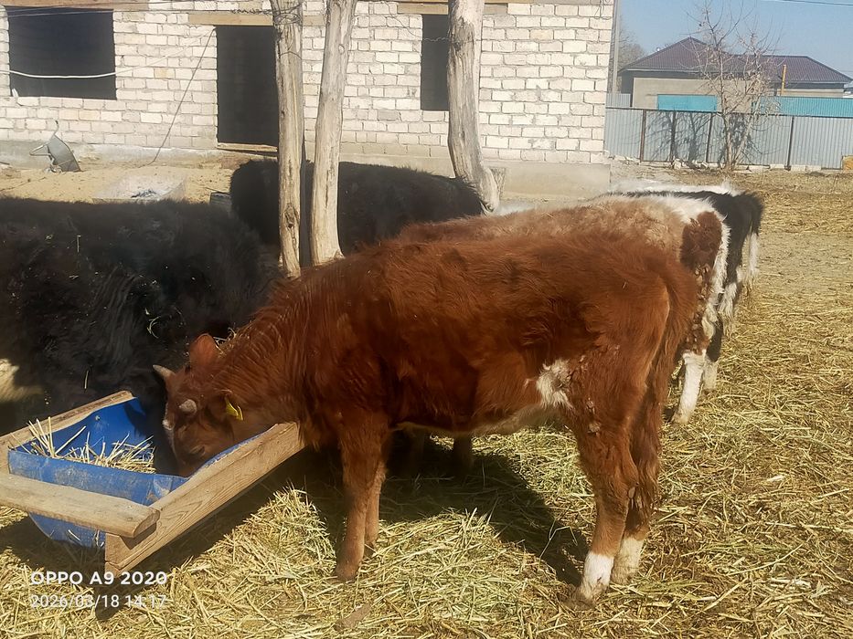 Баспактар сатылады