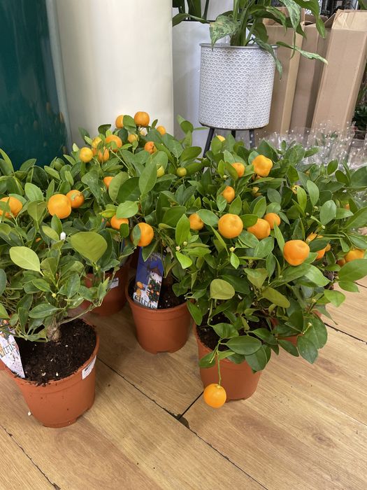 Мандарины с плодами