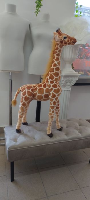 Girafa plus evenimente/ PhotoCorner Jungle