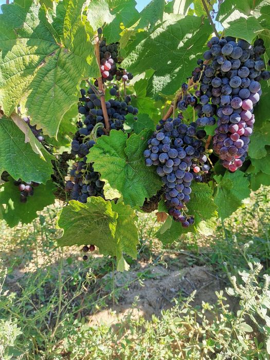 Продавам грозде Широка мелнишка, рубин и рекацители