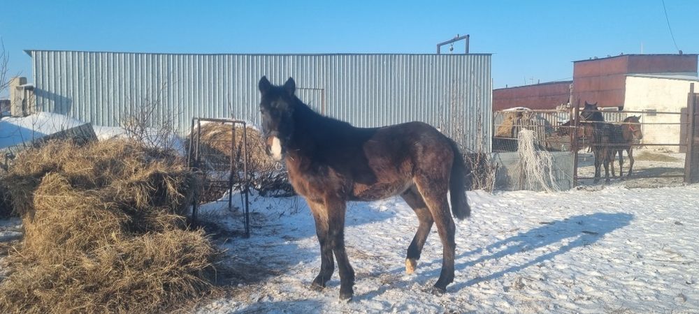 Лошадь продается