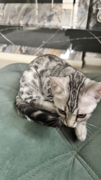 Срочно продам бенгала мальчик