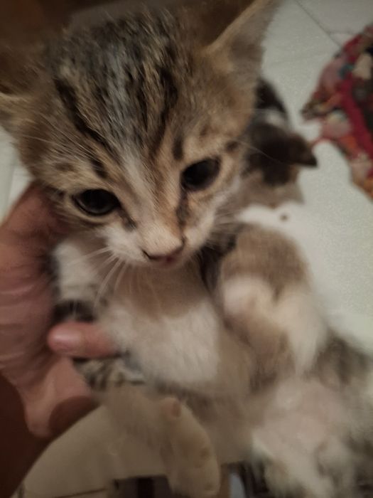 Котята срочно домашние