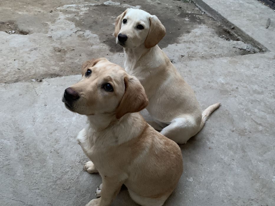 Продам лабрадоры