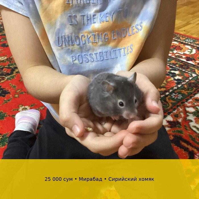 Сирийские хомяки (1,5 месяца, редкий цвет) – Ташкент, Мирабад