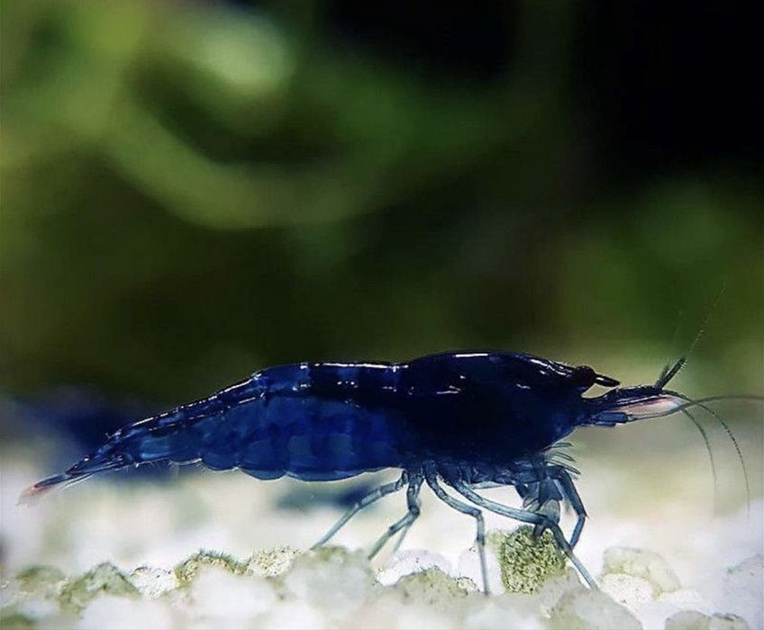 Креветки Blue Dream (Синий) Продается Криветка  Креветка  Krevetka