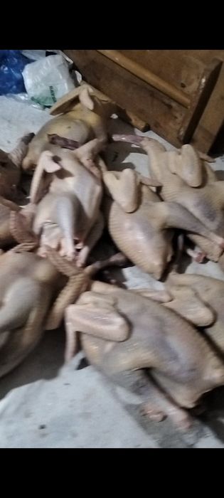 Курке индюки индейка