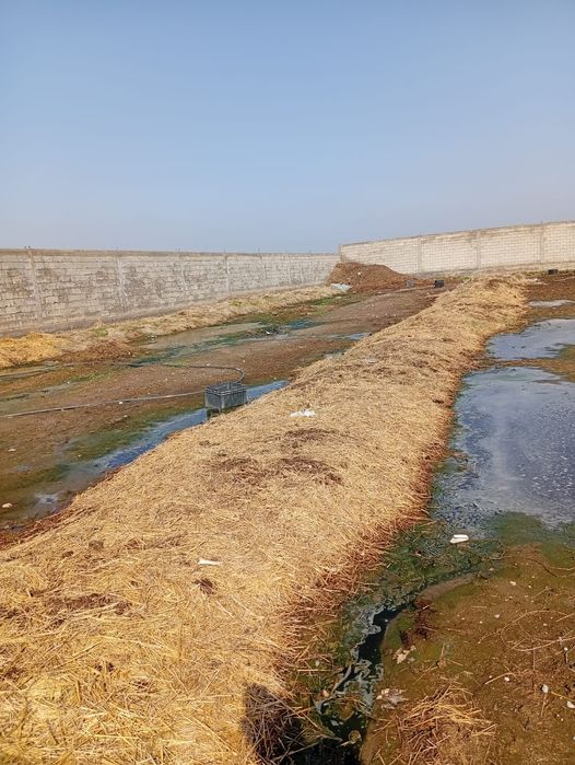 Биогомус сайрам номер 1