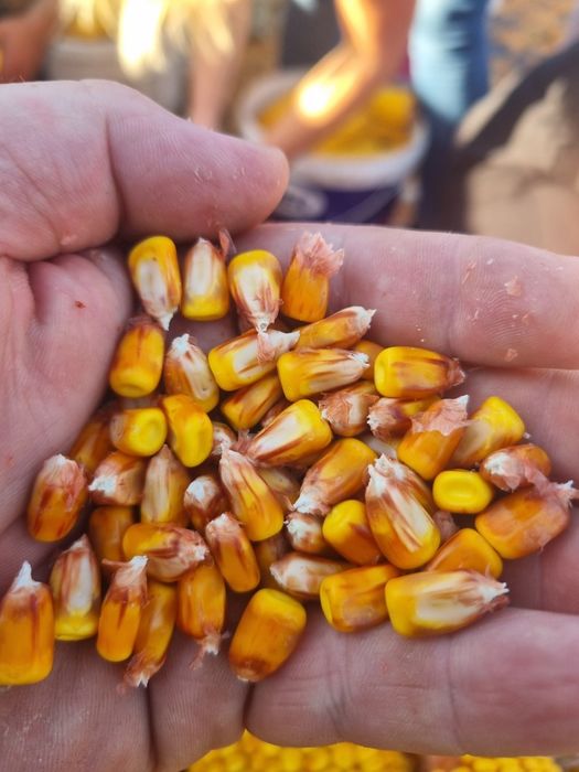 Vand porumb grau si faina amestec