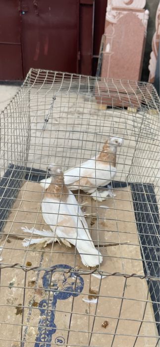 Голуби двух чубые тасманы, сирень самец и пемельная.