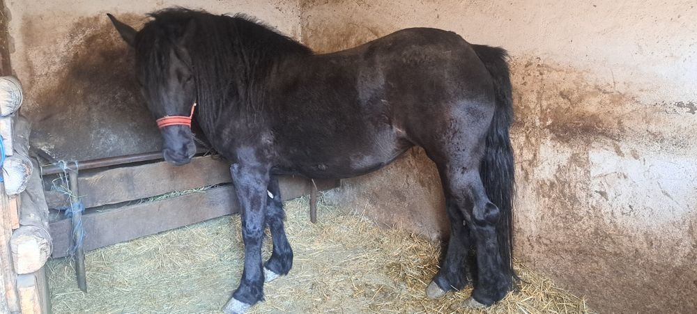 Vând  mânză  de trei ani