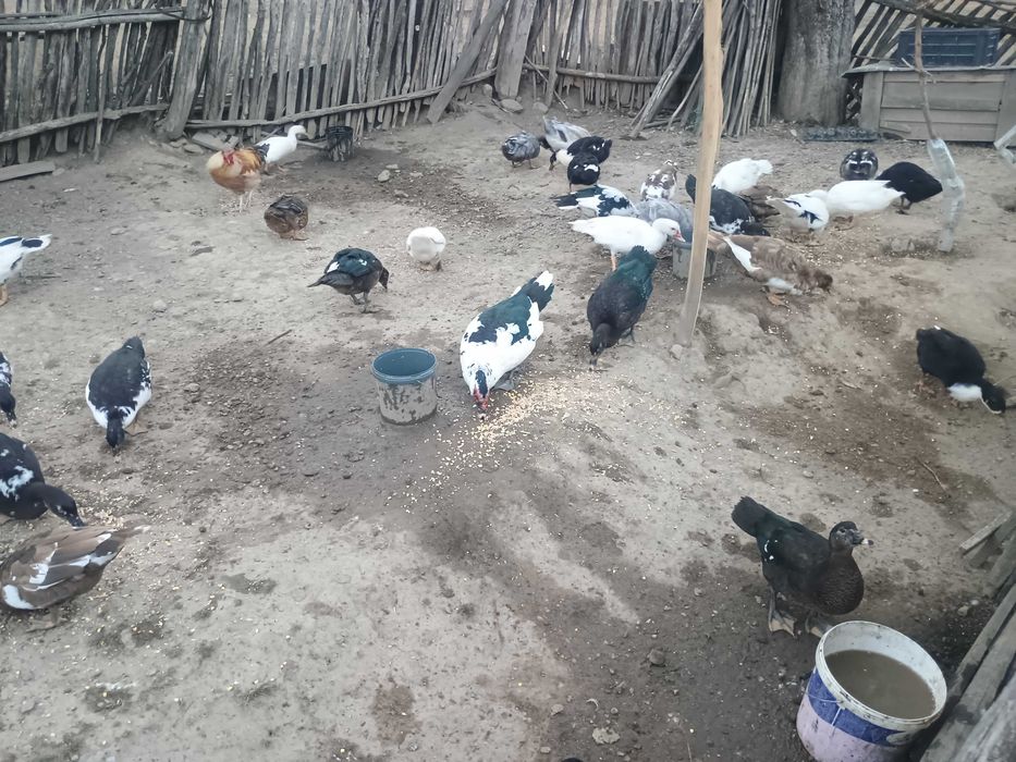 Rate mute și rate macaitoare