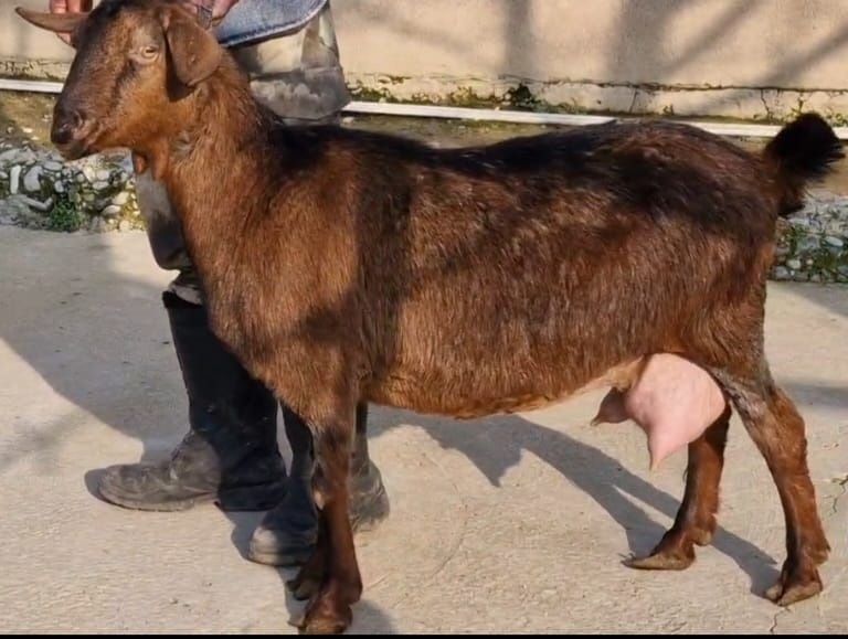 Альпануб ешкі сатылады