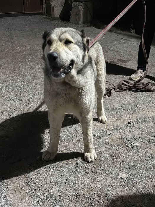 Кучук сотилади тоза калган.