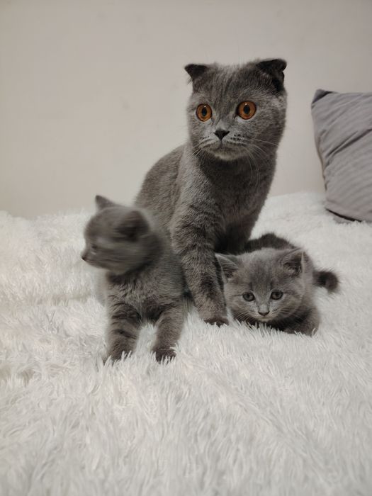 Шотландские котята