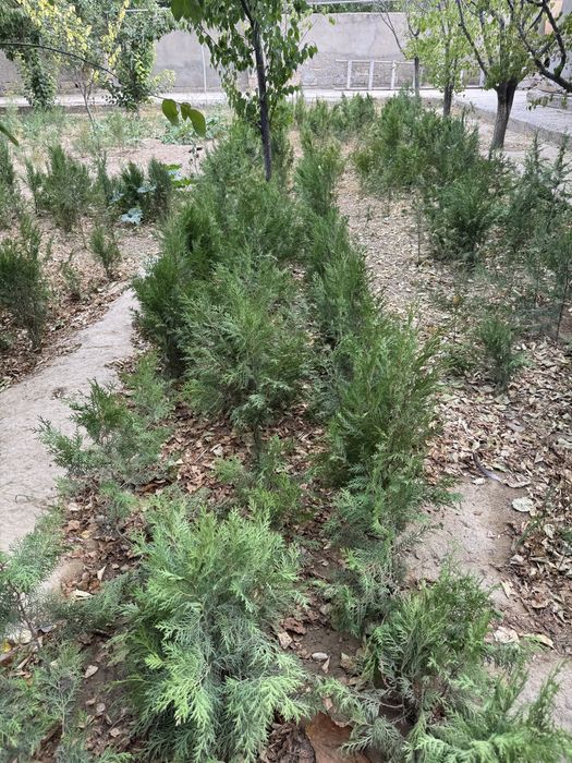 Тұқымнан көгерген Ёлка (тұя) сатылады