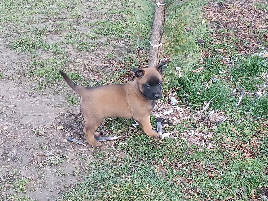 Donez 4 femele Ciobanesc belgian