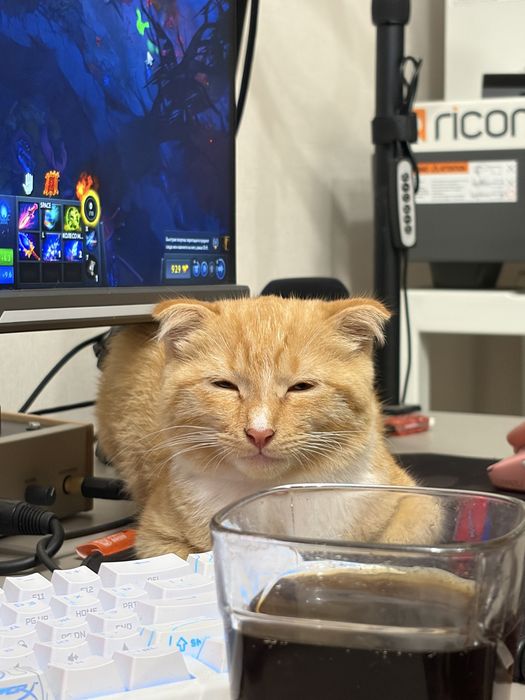 Отдам веслоухого котенка