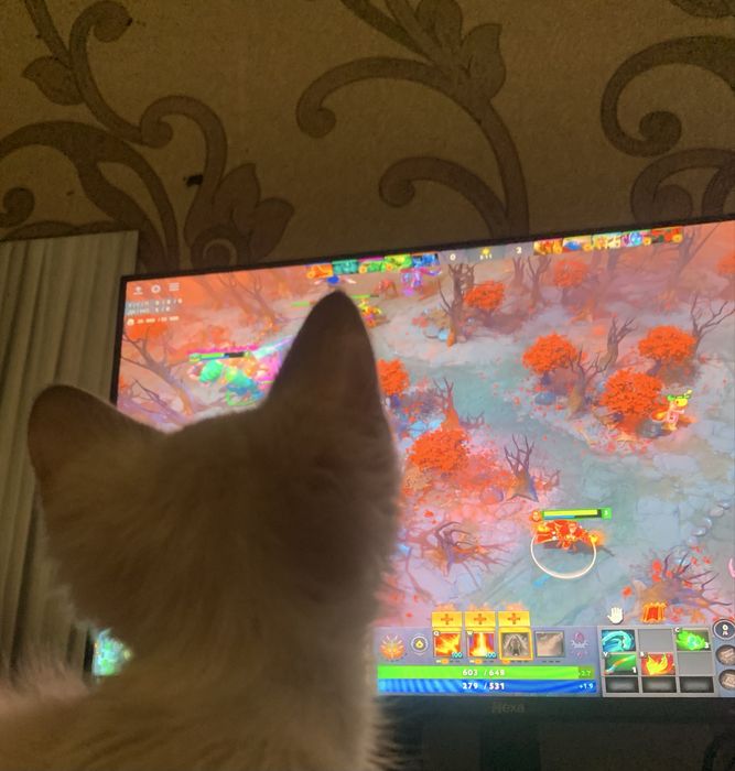 котенок, маленький