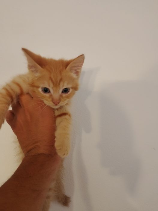 Продам котят не дорого