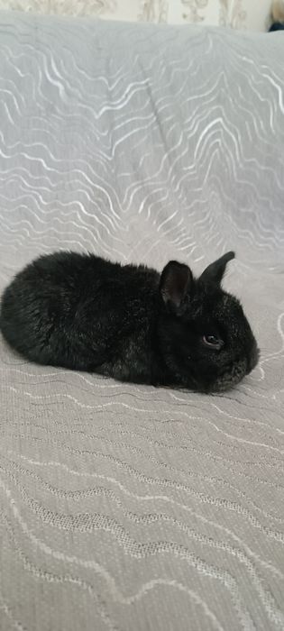 Көжектер 1ай болған