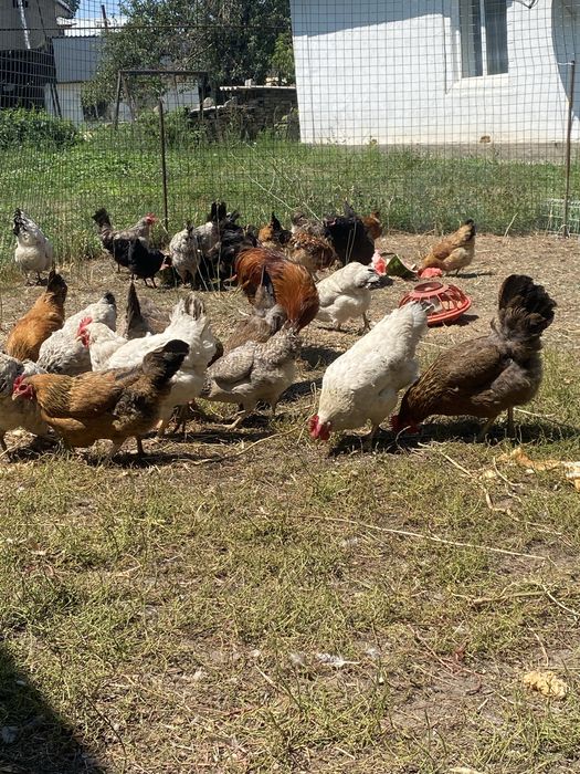 Продам домашние куры