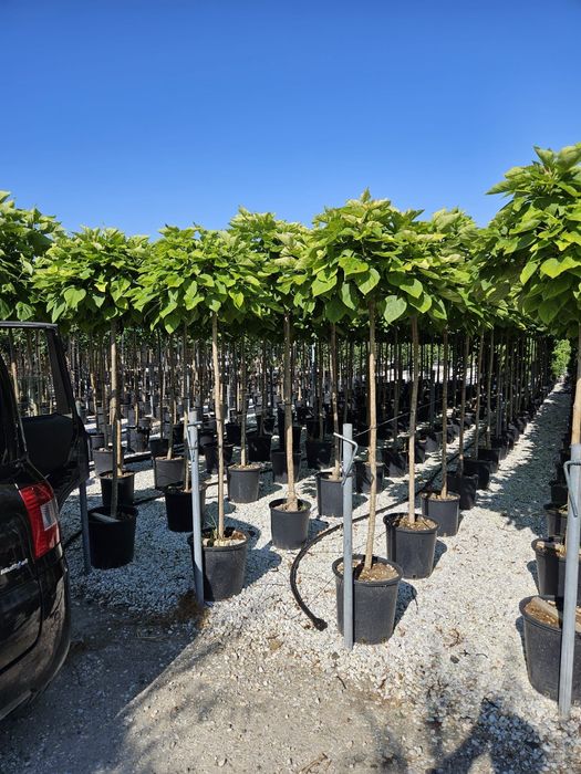 Catalpa globulară toate dimensiunile Transport gratuit
