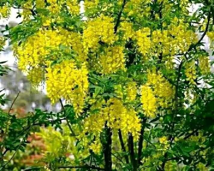 Златен дъжд - Laburnum wat.Vossii