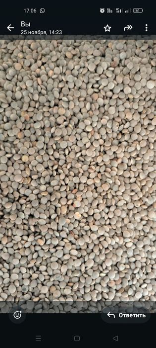 Чечевитса зелёный