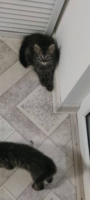 Отдадим котят в добрые руки