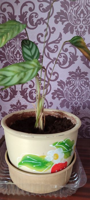 Ктенанта, Калитея, спатифиллум.