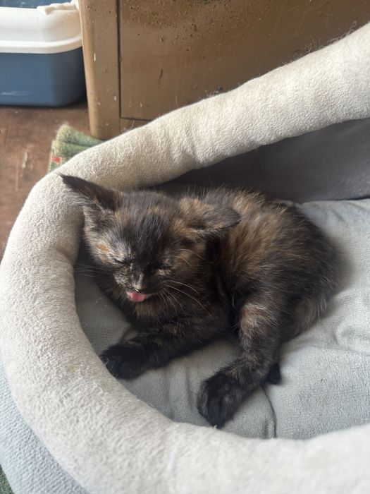 Отдам котенка в добрые руки.