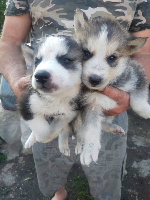 Продаются щенки породы хаски
