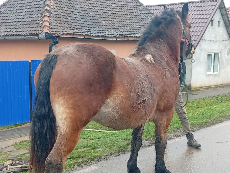 Vând cal bun de ham