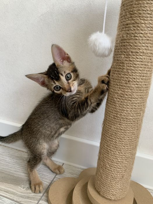 Абиссинские котята