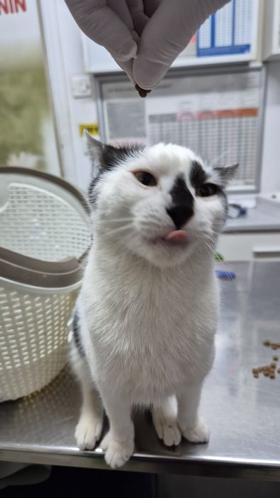 Scandal pisica cauta acasa